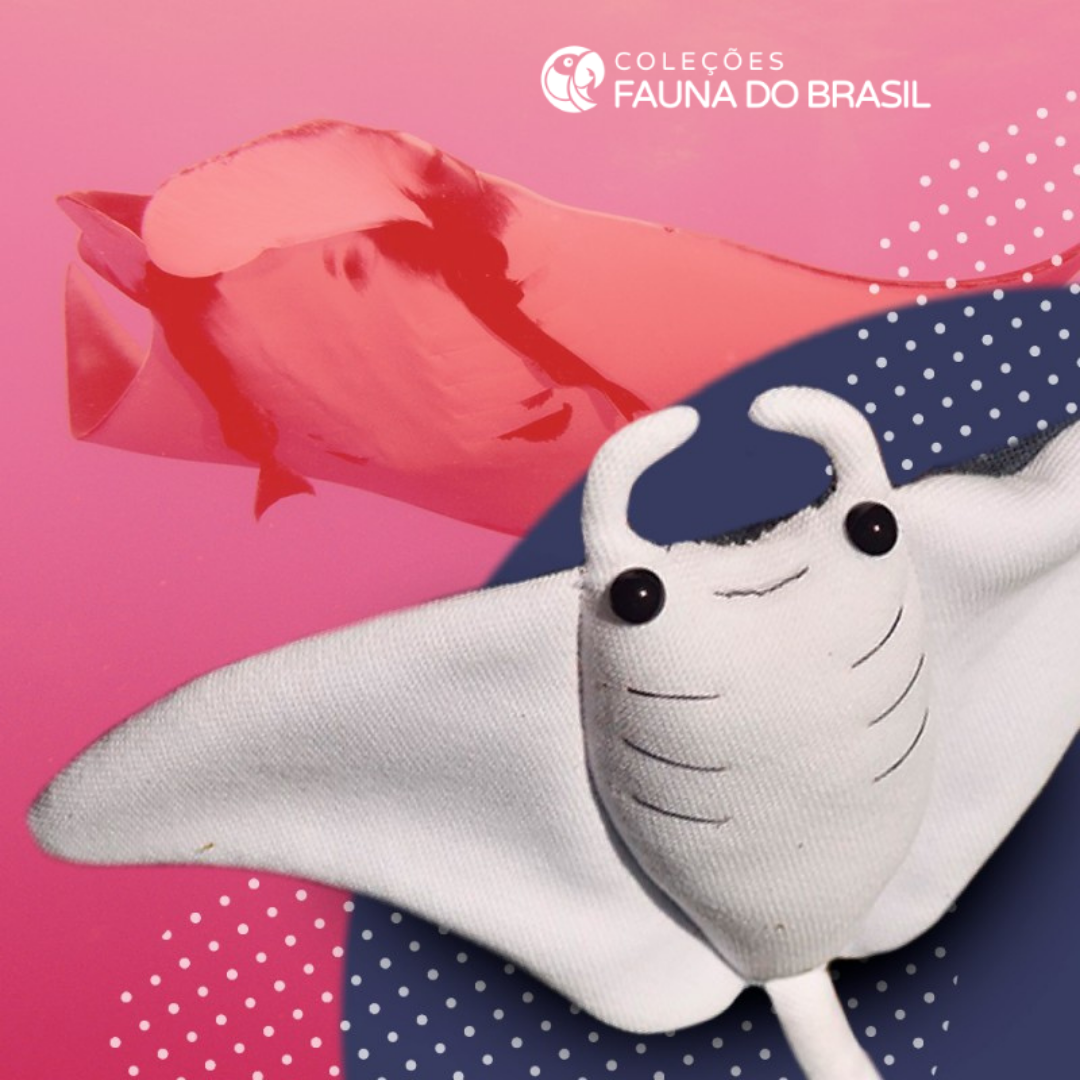 Pelúcia de Raia Manta da Coleção Fauna do Brasil